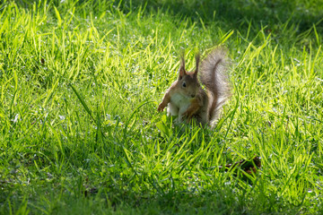 Fluffy, red squirrel in the park, sitting in a fresh green grass