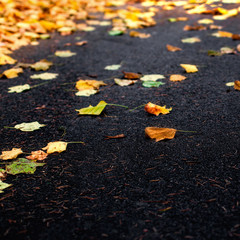 Beautiful autumn background with maple leaves on a black asphalt close up. Colorful Outdoor autumn concept.