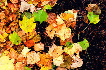 Colorful Outdoor autumn concept. Autumn background with leaves..