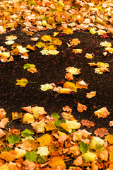 Beautiful autumn background with maple leaves close up. Colorful Outdoor autumn concept.
