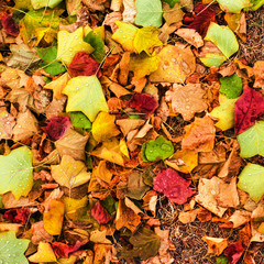 Beautiful autumn background with maple leaves close up. Colorful Outdoor autumn concept.