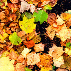 Beautiful autumn background with maple leaves on a black asphalt close up. Colorful Outdoor autumn concept.