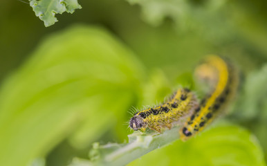 Kohlweißling Raupe