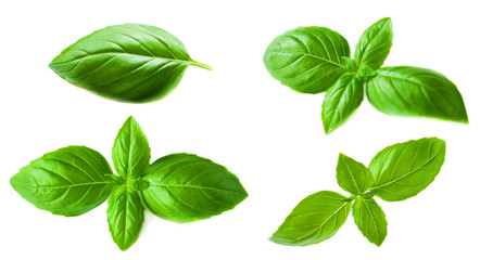 Set of Basil leaves isolated on white background. Macro. Top view. Flat lay.