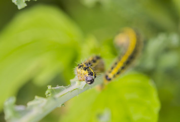 Kohlweißling Raupe