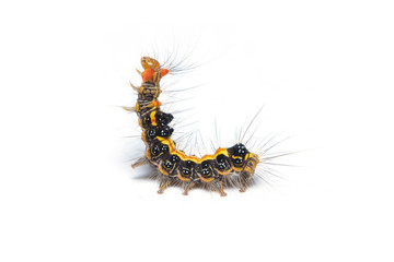 Colorful hairy caterpillar isolated on white background