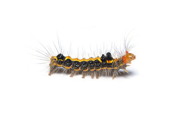 Colorful hairy caterpillar isolated on white background