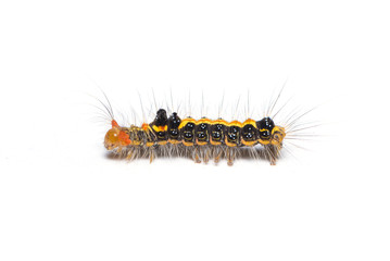 Colorful hairy caterpillar isolated on white background