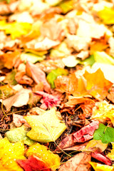 Beautiful autumn background with maple leaves close up. Colorful bright image with copy space for your design