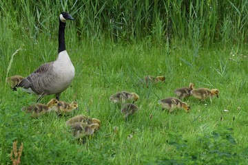 Geese and gosling, baby goose