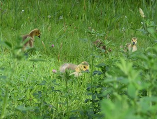Geese and gosling, baby goose