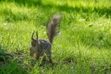 Fluffy, red squirrel in the park, sitting in a fresh green grass