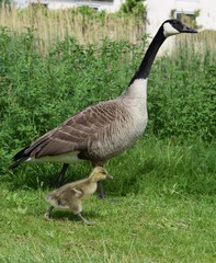 Geese and gosling, baby goose