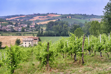 Fototapeta na wymiar Vineyards in Val Tidone (Piacenza, Italy)