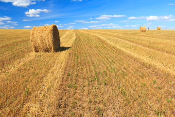 Hay and straw bales in field