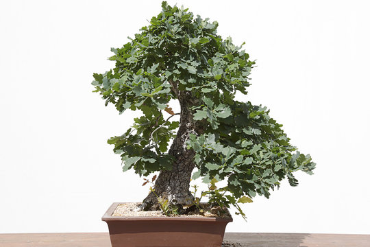 Oak (quercus robur) bonsai on a wooden table and white background