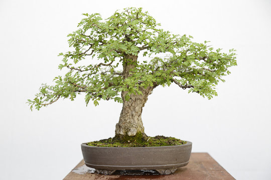 Common hawthorn (crataegus monogyna) bonsai on a wooden table and white background