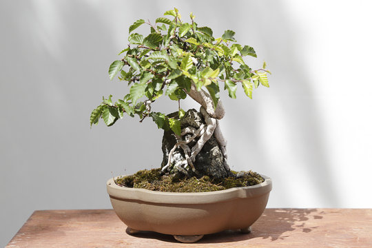 Carpinus turczaninowii bonsai on a wooden table and white background