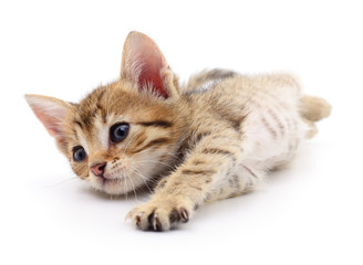 Obraz premium Small brown kitten.