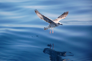 Möwe