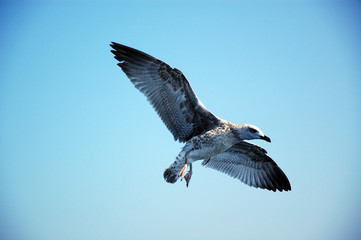 Möwe