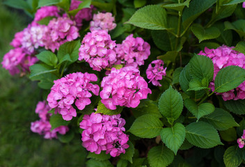 The pink hydrangea blooms in the summer garden. Bright pink flowers close-up.