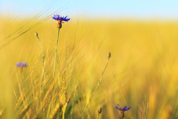 Cornflowers in field of barley