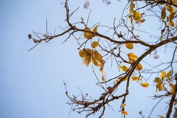 Vibrant yellow tree leaves in autumn