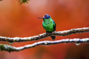 Beija-flor-de-fronte-violeta (Thalurania glaucopis) | Violet-capped Woodnymph photographed in Santa Teresa, Espírito Santo - Southeast of Brazil. Atlantic Forest Biome.