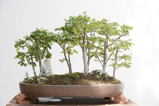 Field elm (ulmus minor) bonsai on a wooden table and white background