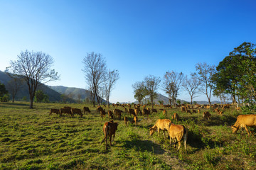Idyllic summer landscape with cows in grass field in Central Highlands of Vietnam