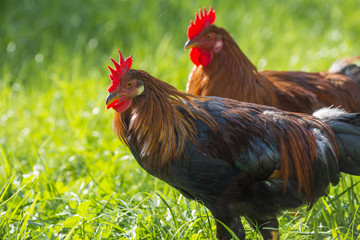 roosters in the garden on a farm - free breeding