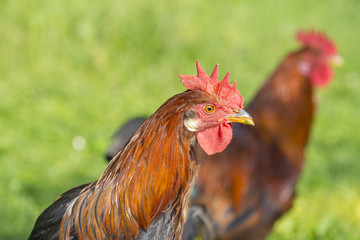 roosters in the garden on a farm - free breeding