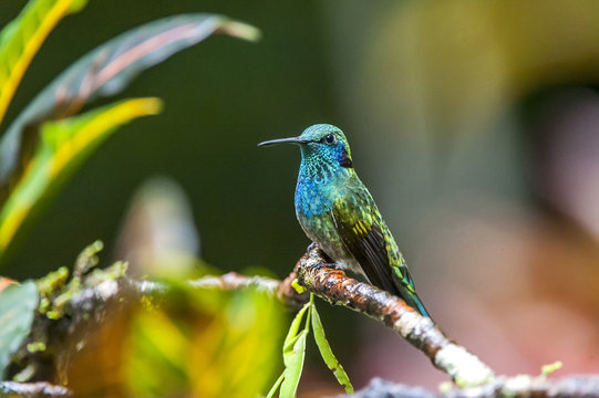 Beija-flor-de-orelha-violeta (Colibri serrirostris) | White-vented Violetear photographed in Santa Teresa, Esp&iacute;rito Santo - Southeast of Brazil. Atlantic Forest Biome.