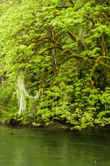 Obraz premium Cowichan River