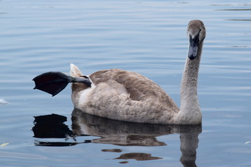 Swan cynet