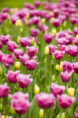 Obraz premium spring tulips