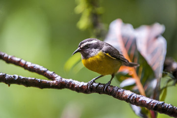Cambacica (Coereba flaveola) | Bananaquit photographed in Santa Teresa, Espírito Santo - Southeast of Brazil. Atlantic Forest Biome.