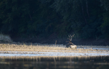 Red deer lying on river coast