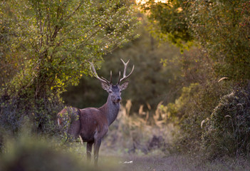 Fototapeta premium Red deer in forest