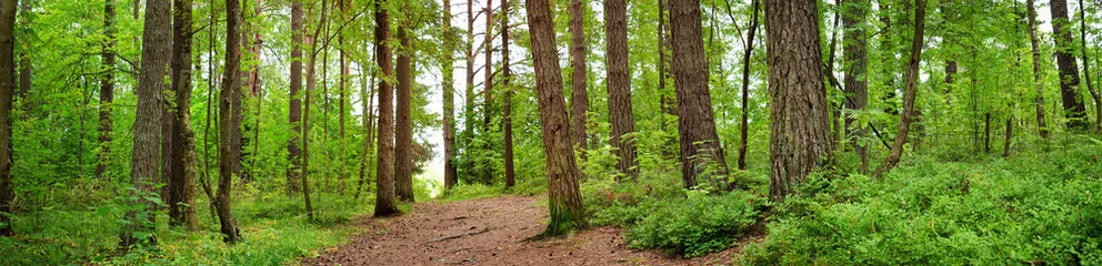 Foto auf Alu-Dibond pine forest panorama in summer. Pathway in the park © candy1812