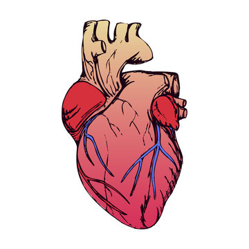 Anatomical heart isolated on white. Grunge stile.