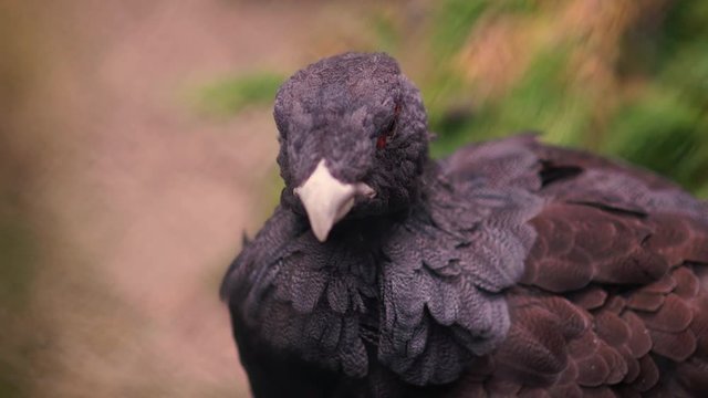 Capercaillie Close-up in the zoo.