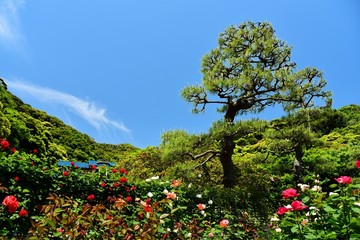 Fototapeta na wymiar 鎌倉の薔薇