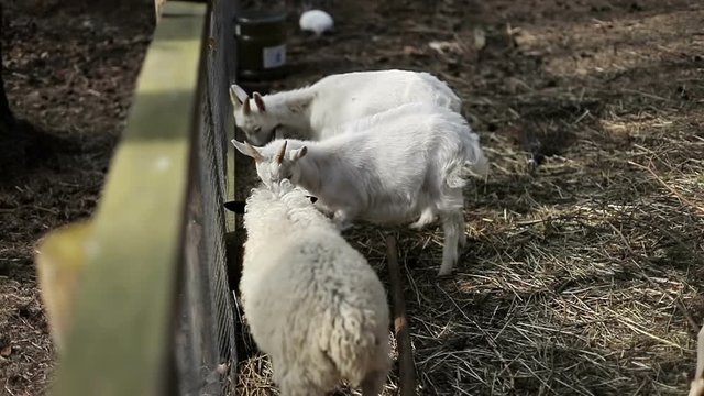 Farm animals eat outdoors from the trough.