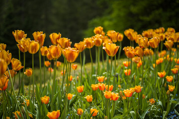 orange spring tulips