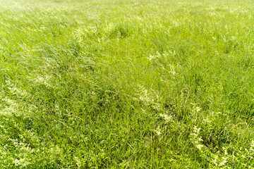 green meadow in spring for backgrounds