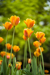 orange spring tulips