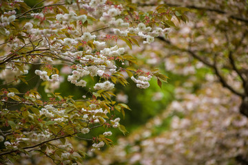 Cherry Blossoms