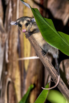 Gamb&aacute;-de-orelha-preta (Didelphis aurita) | Big-eared opossum in Pedra Azul, Esp&iacute;rito Santo - Southeast of Brazil.